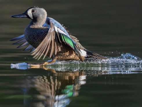 Blue-winged Teal